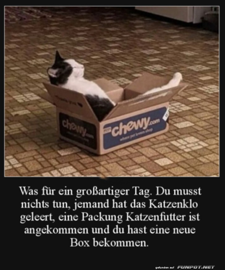 Die Katze ist zufrieden