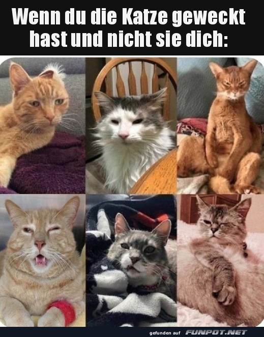 Wenn du die Katze geweckt hast