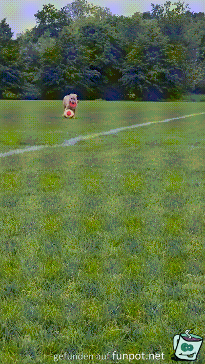 Der Hund hat Ballgefühl Der Hund hat Ballgefühl