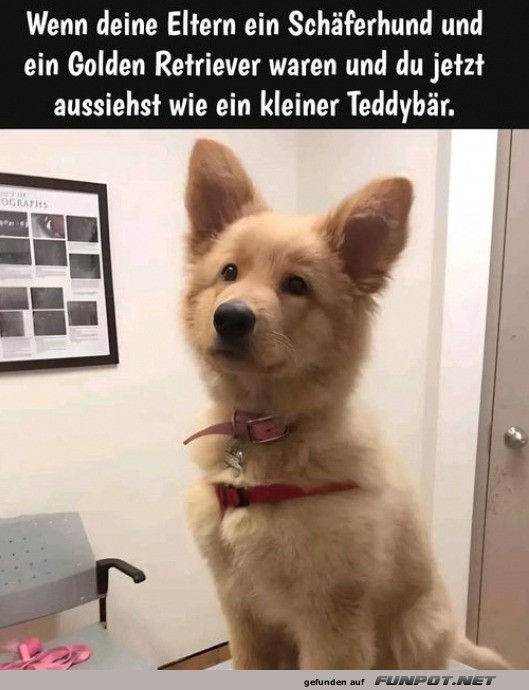 Ein kleiner Teddybr