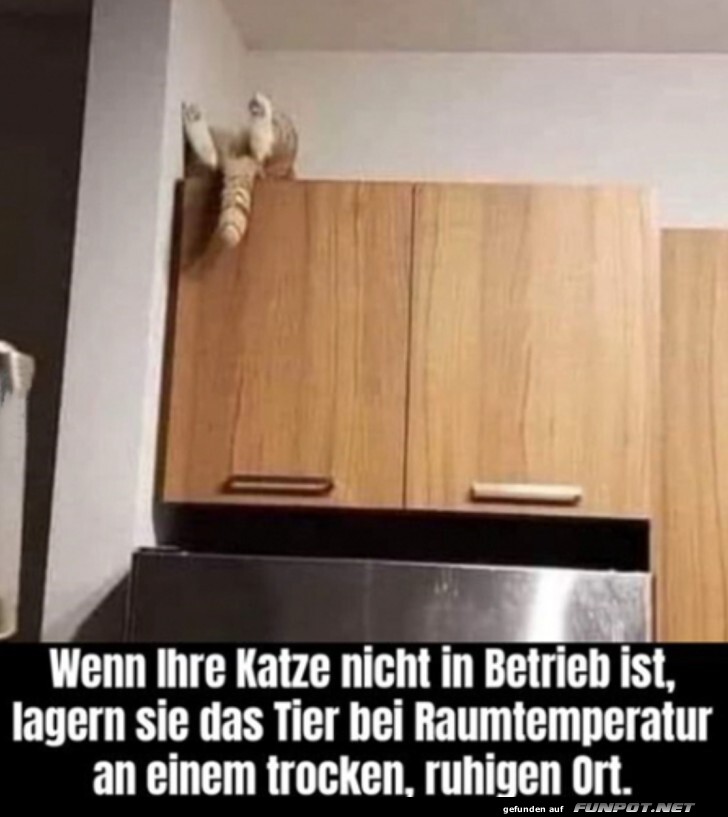 Katze ist auer Betrieb