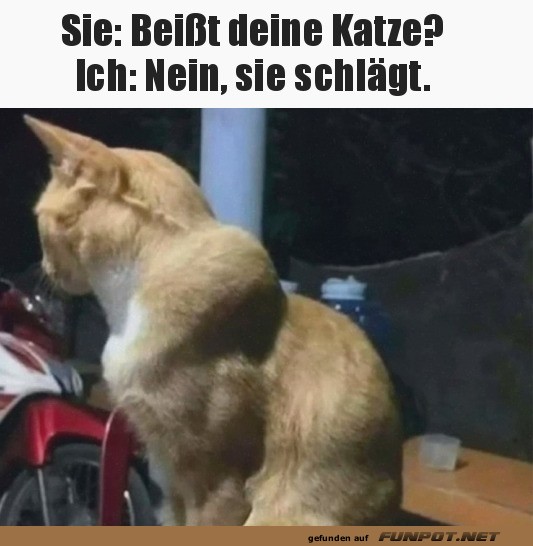 Diese Katze hat Muckis