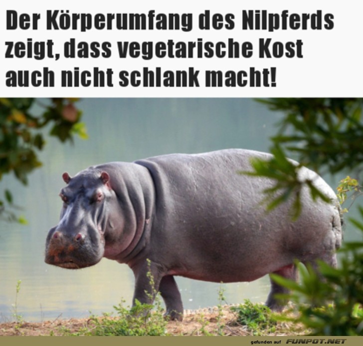 Vegetarische Kost macht nicht schlank