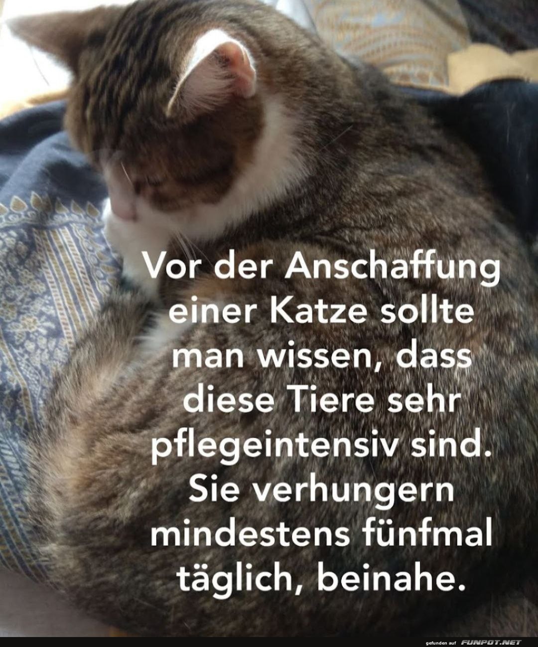 Katzen sind pflegeintensiv