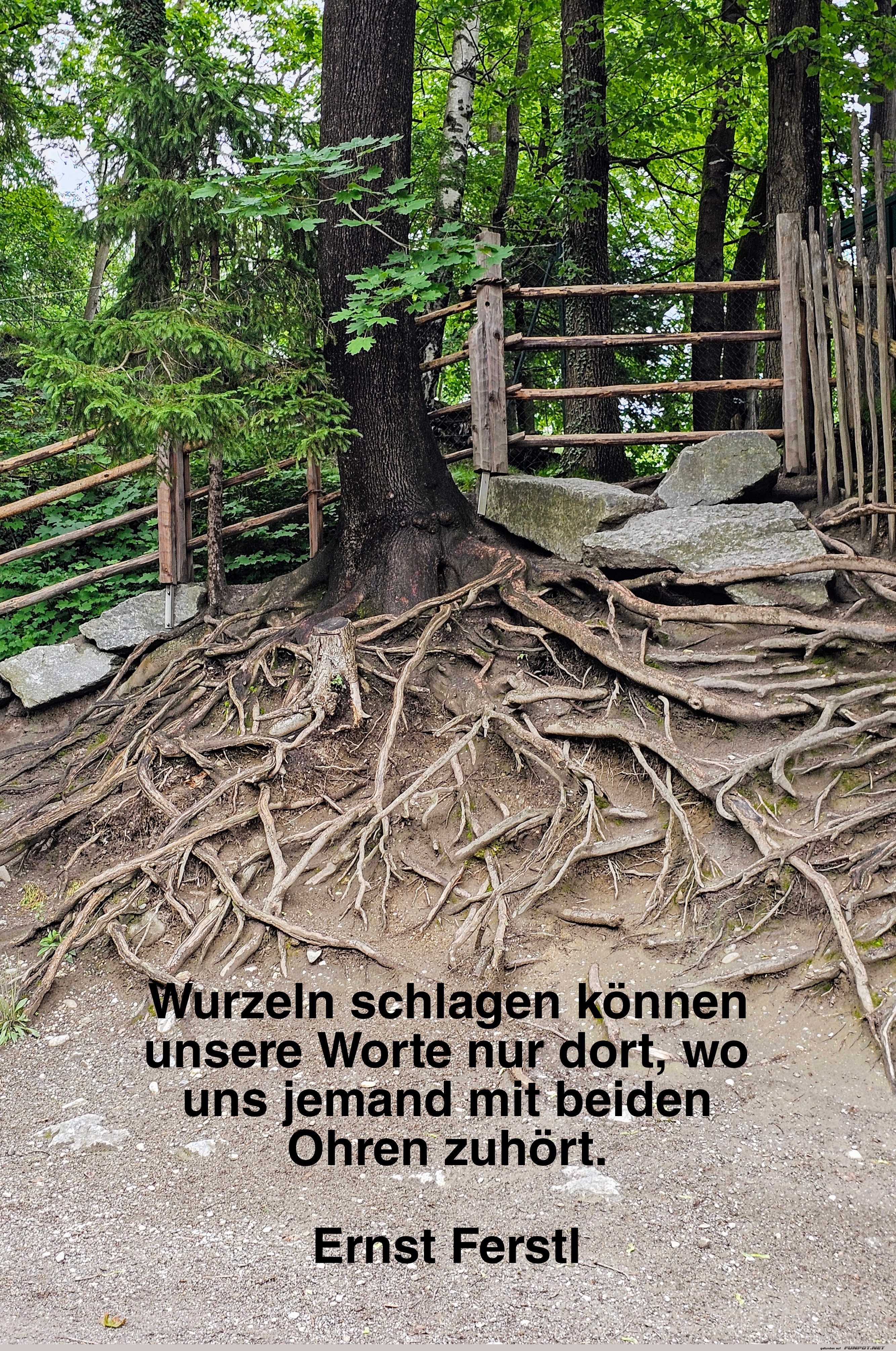 wurzeln schlagen knnen