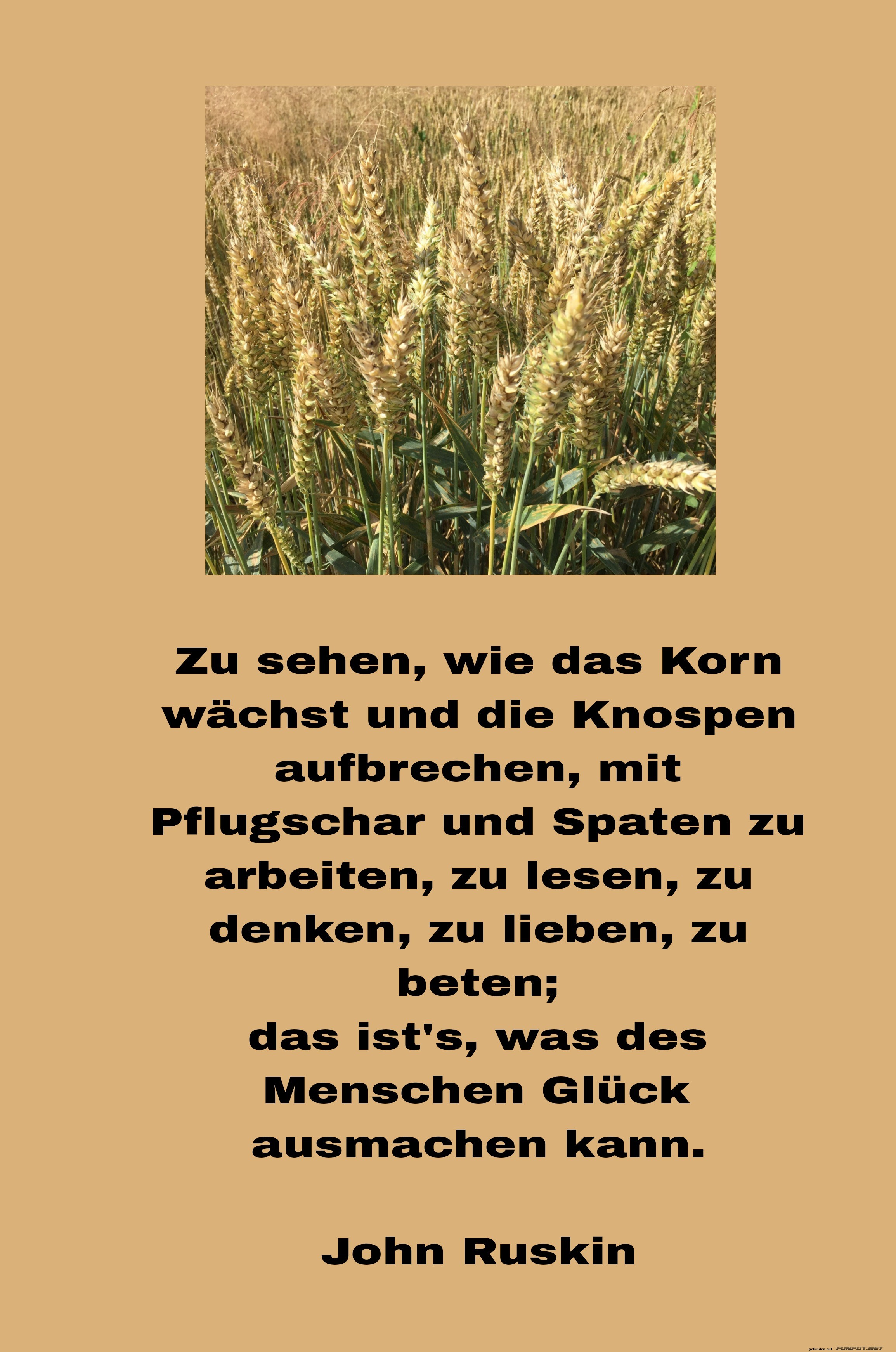 zu sehen, wie das korn wchst