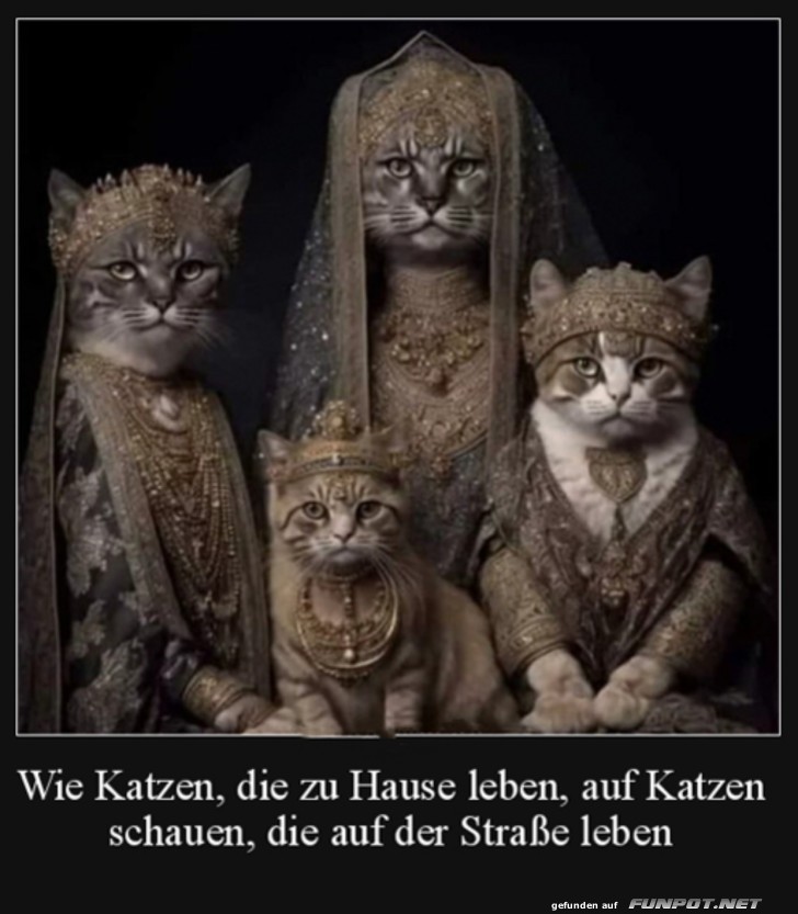 Hauskatzen