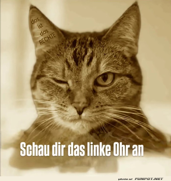 Schau das linke Ohr an