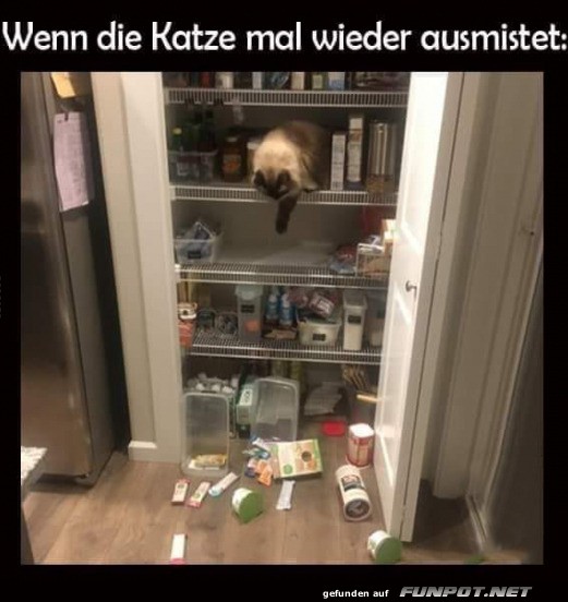 Katze mistet aus