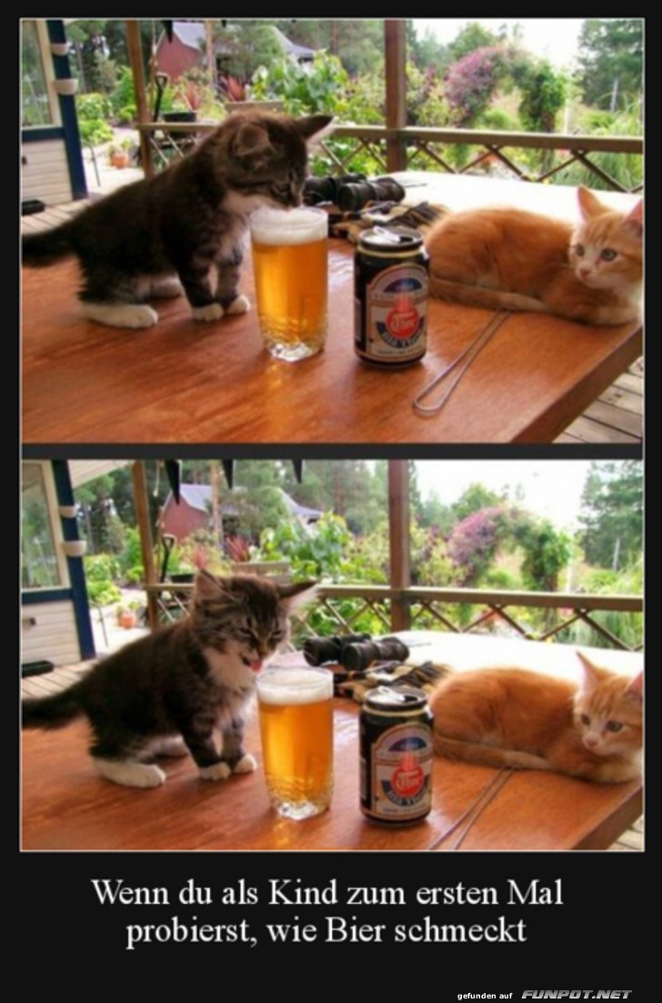 Bier schmeckt der Katze nicht