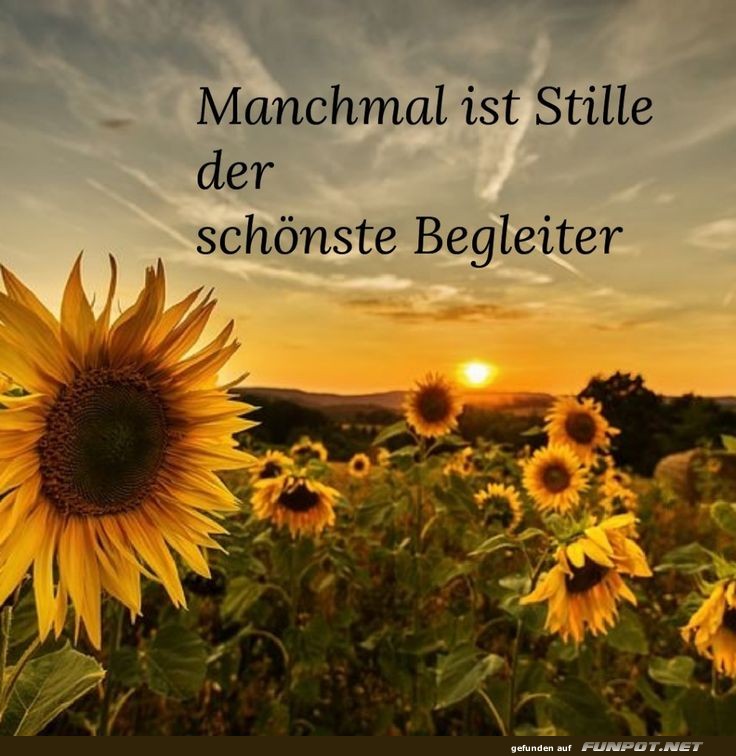 Manchmal ist Stille der schnste Begleiter