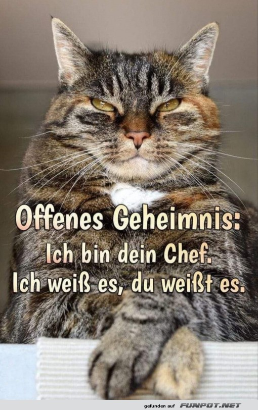 Ich bin dein Chef