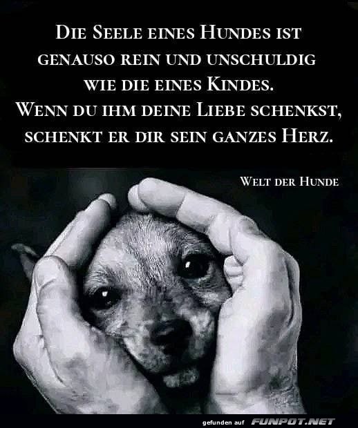 Die Seele eines Hundes