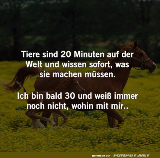 Tiere sind schlau