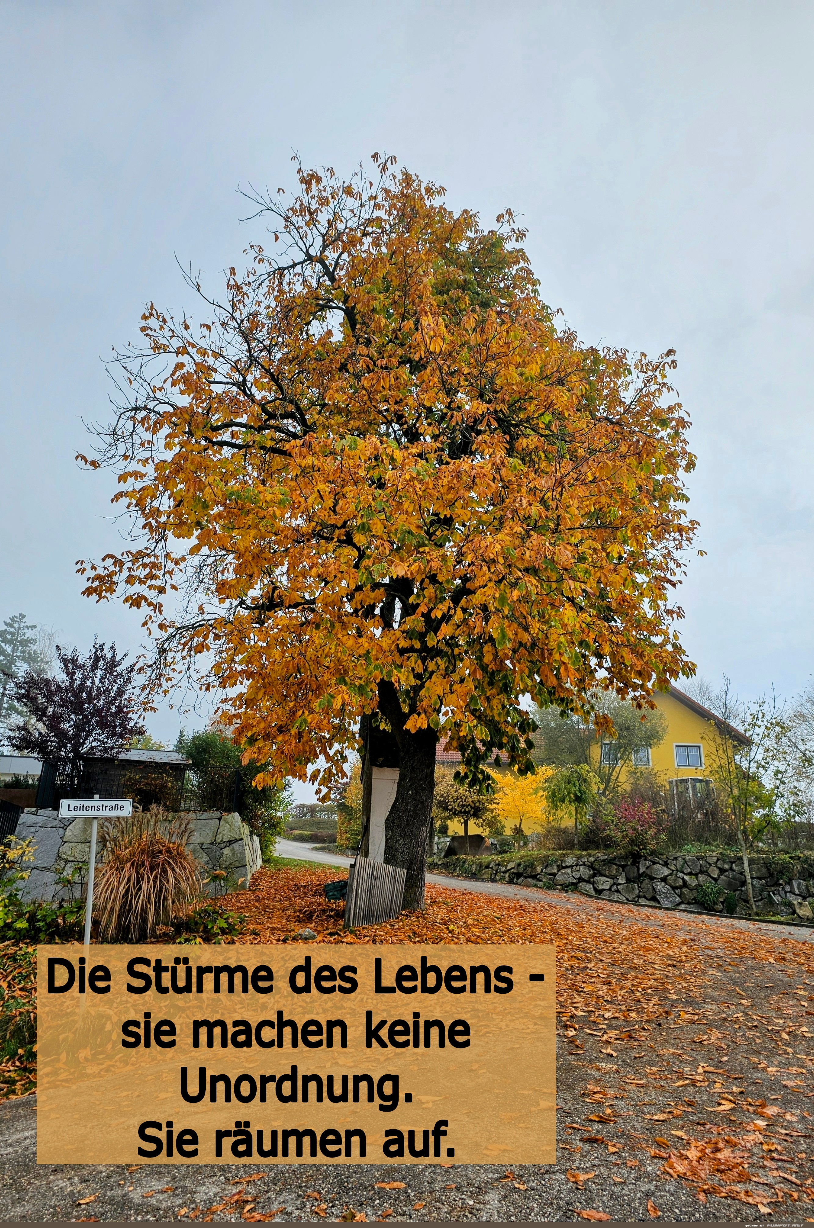 die strme des lebens