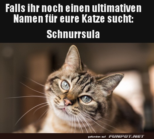 Lustiger Katzen-Name