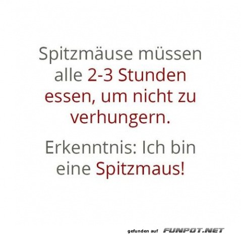 Spitzmuse