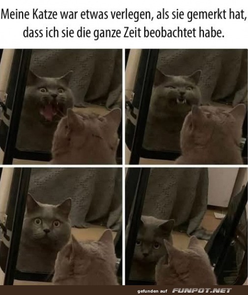 Katze ist verlegen