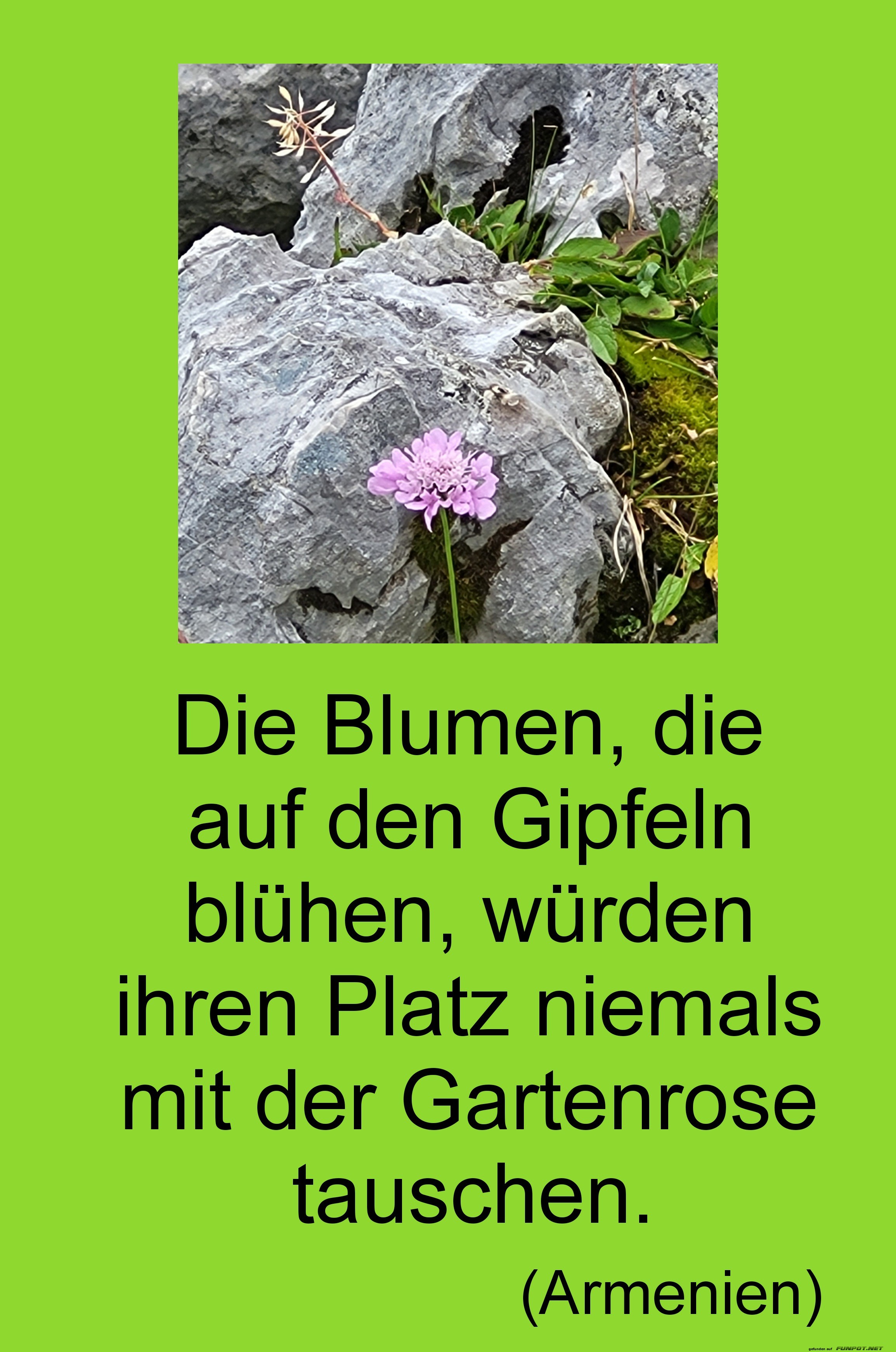 die blumen, die auf den gipfeln