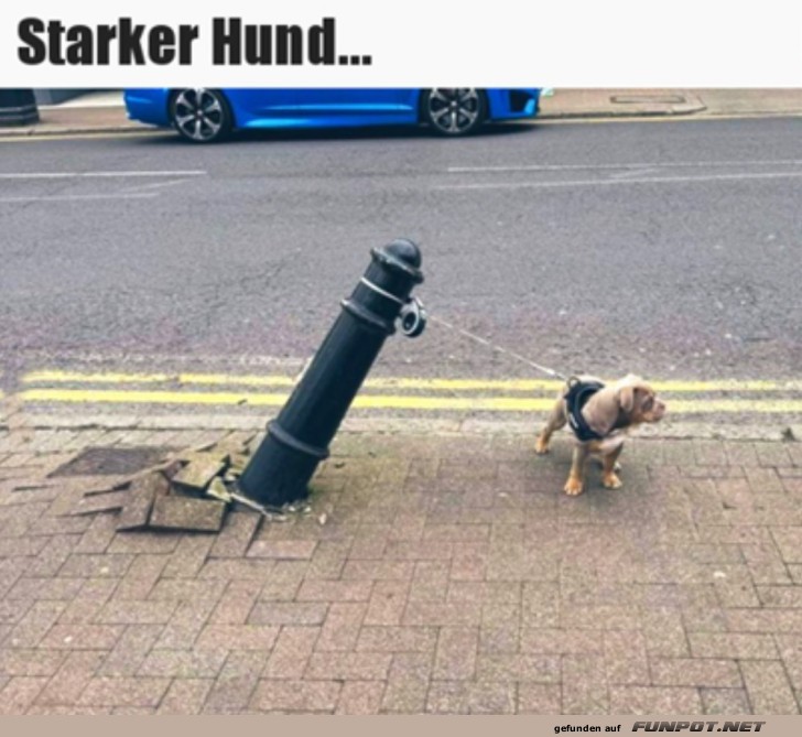 Starker Hund