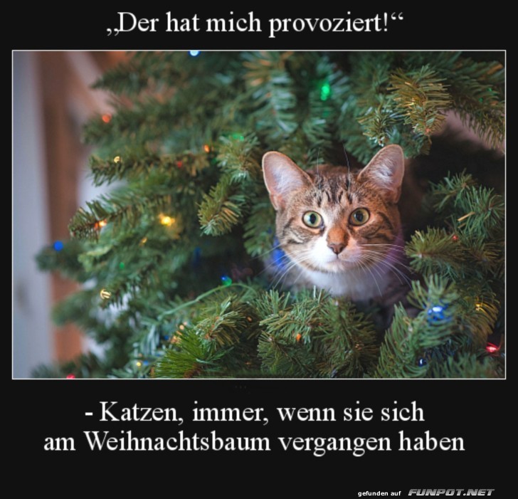 Der Baum hat mich provoziert