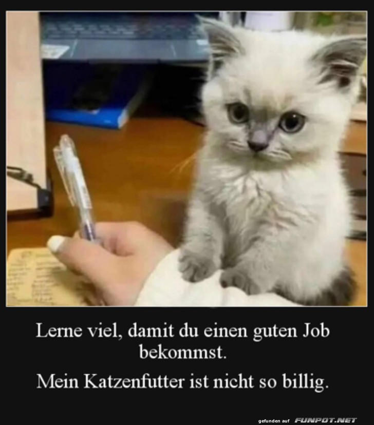 Mein Futter ist teuer