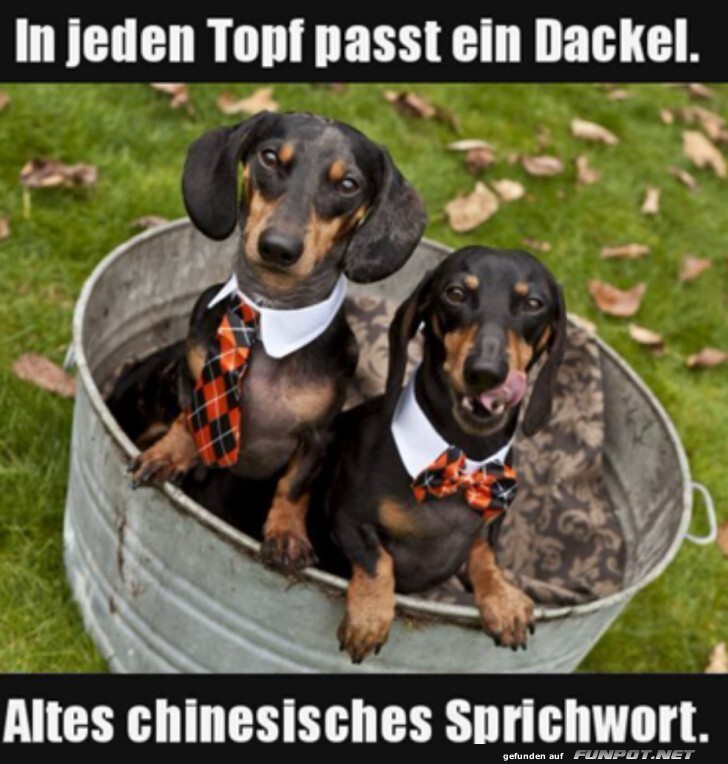 witzige Bilder aus verschiedenen Blogs