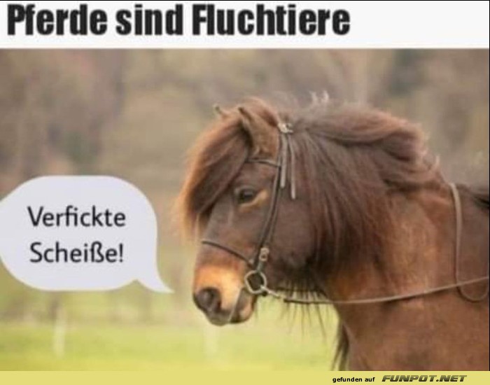 Pferde sind Fluchtiere