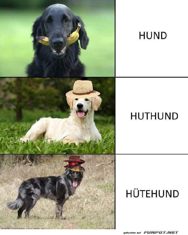 Htehund