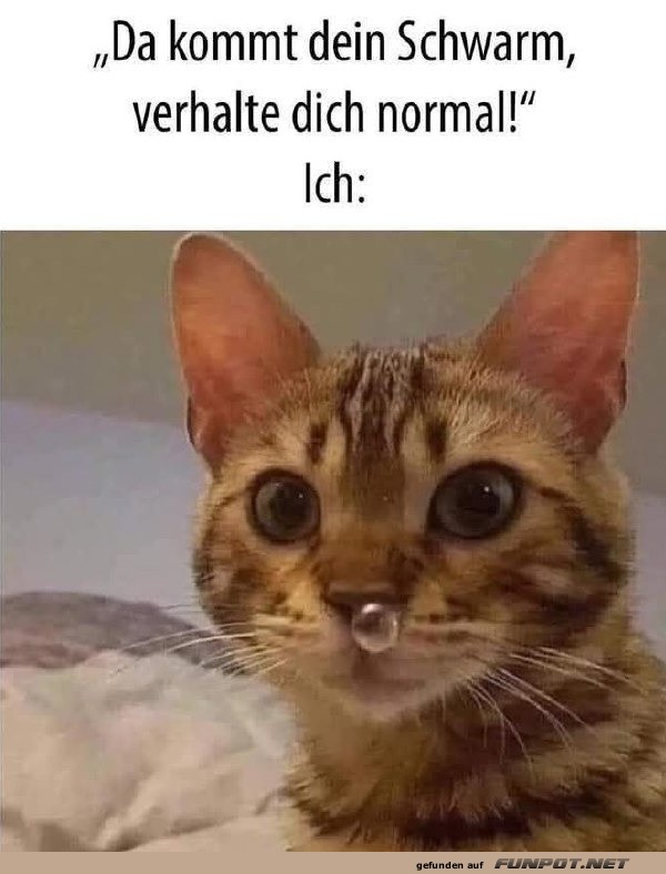 Verhalte dich normal