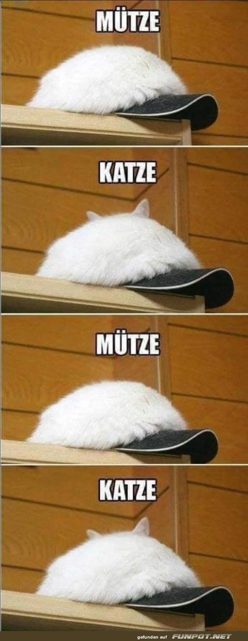 Mtze und Katze