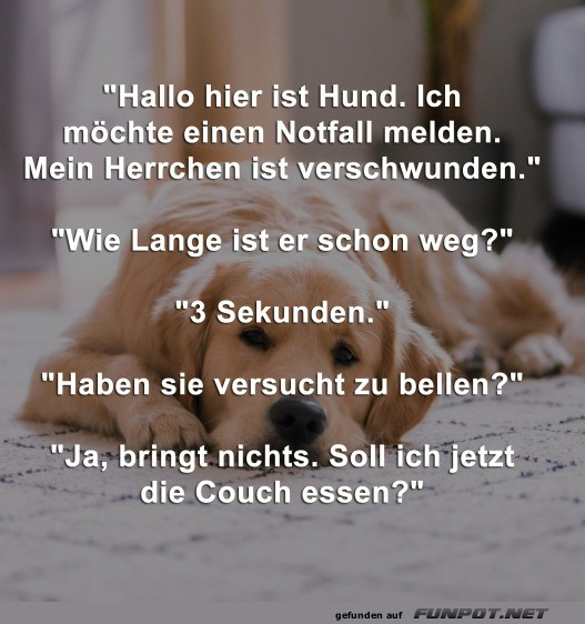 Hier ist Hund