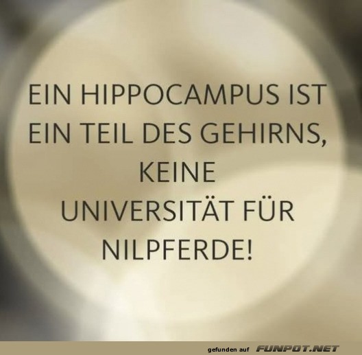 Der Hippocampus