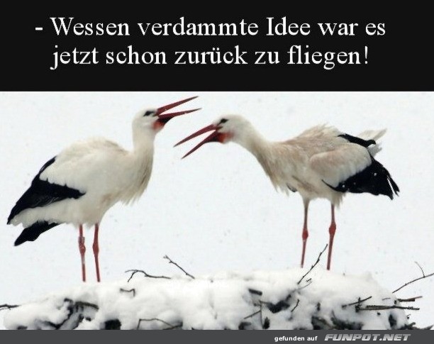 Wer hatte diese blde Idee