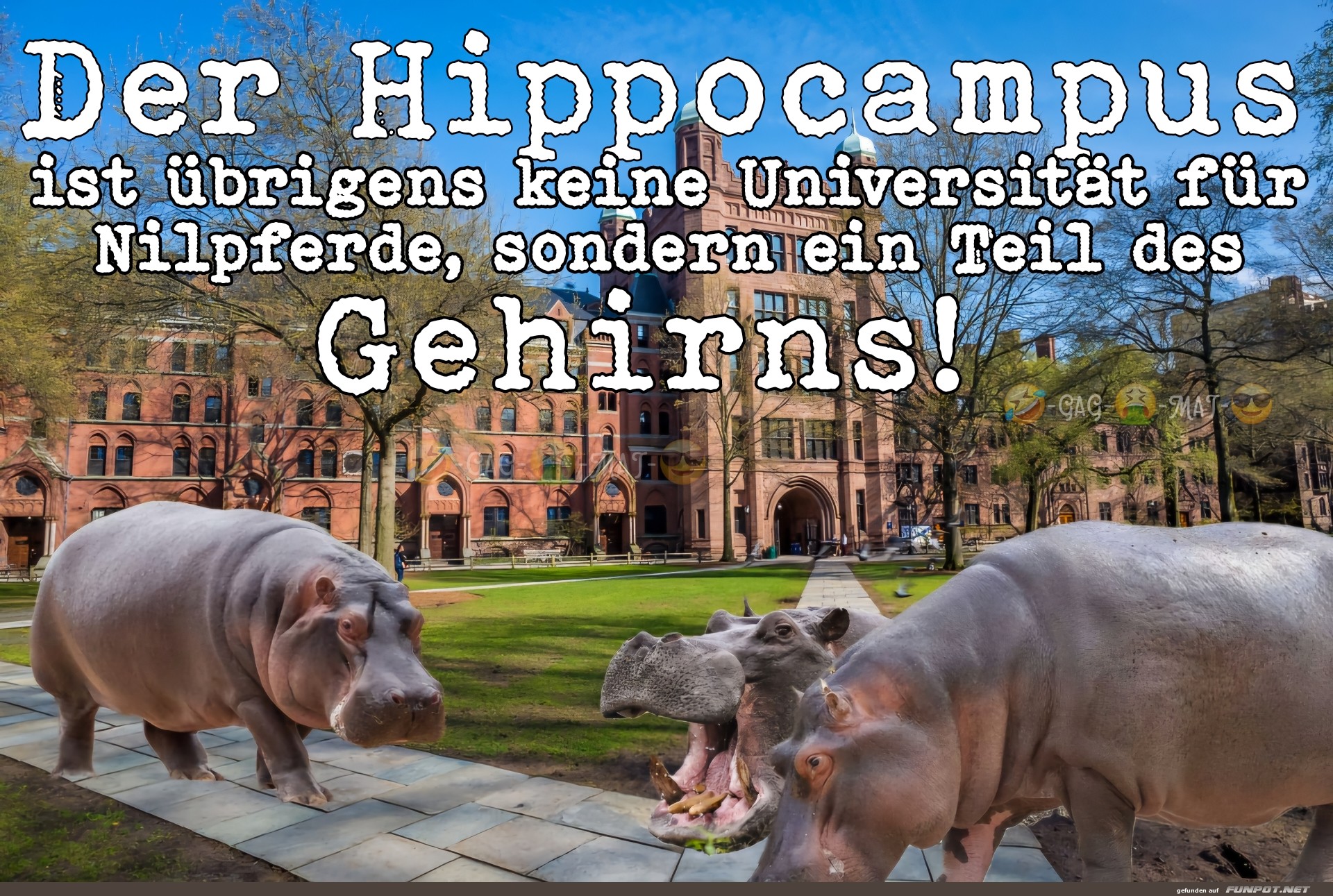 Hippocampus