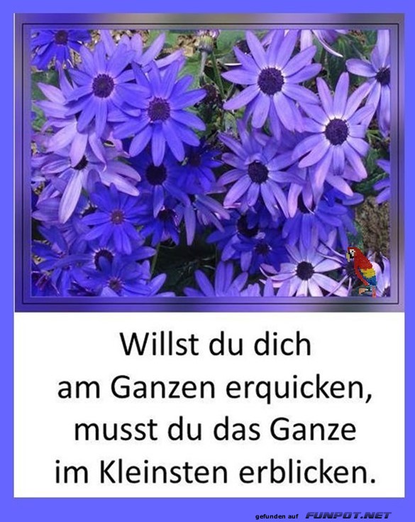 Willst du dich