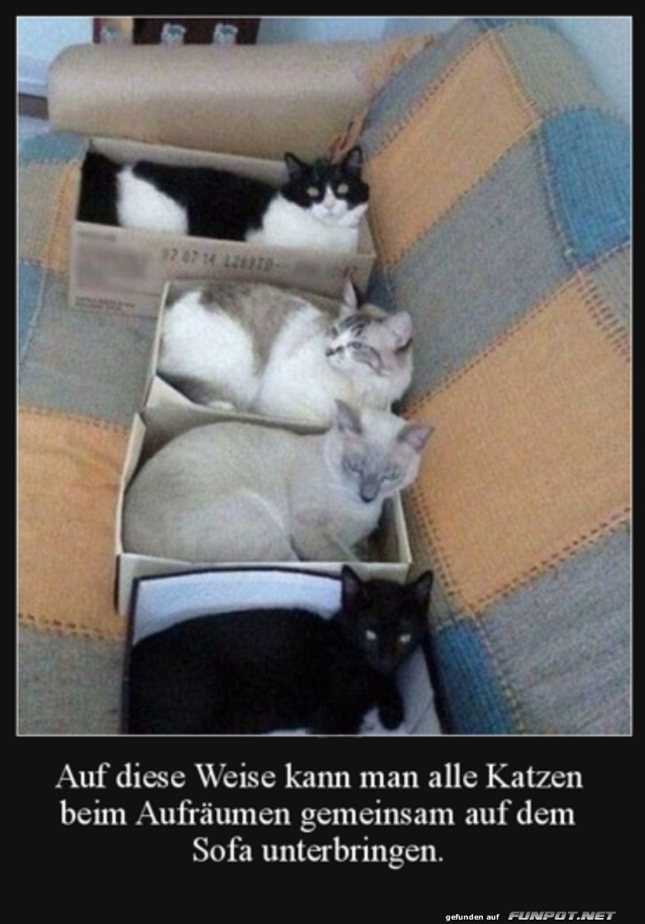 Alle Katzen sind aufgerumt