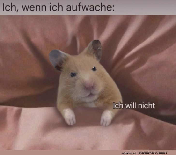 Mder Hamster am Morgen