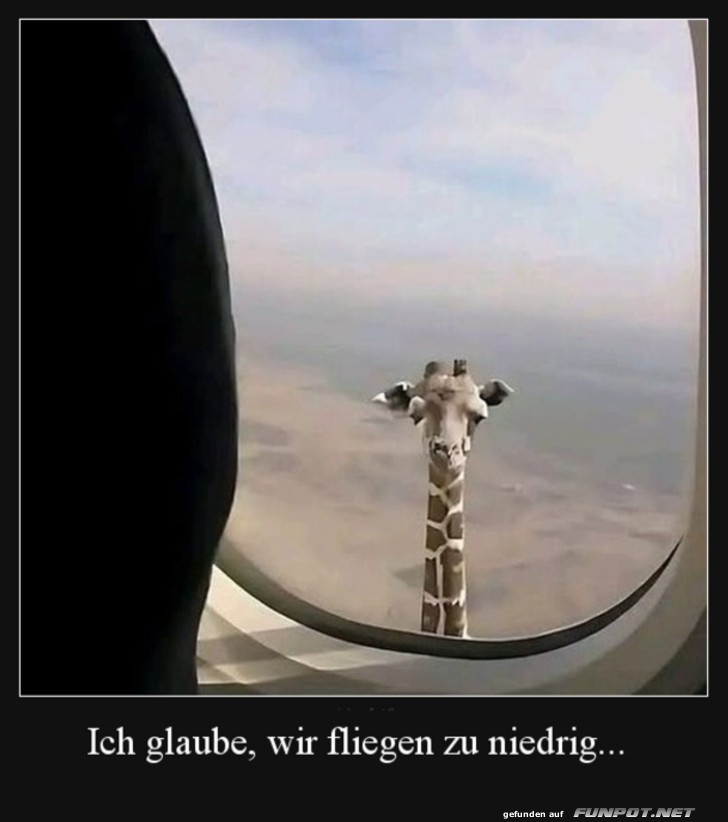 Giraffe schaut durch Flugzeugfenster