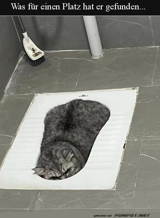 Katze liegt in Toilette