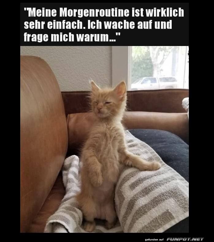 Katze und die einfache Morgenroutine