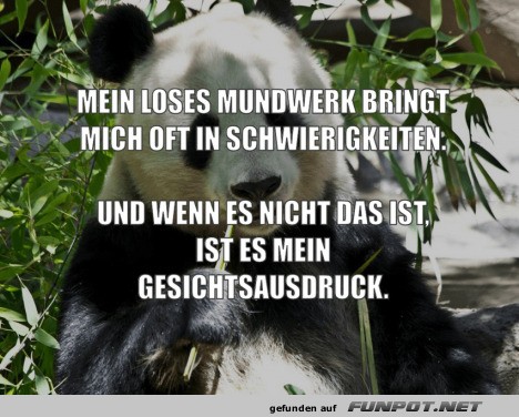 Panda mit Zitat ber freches Mundwerk