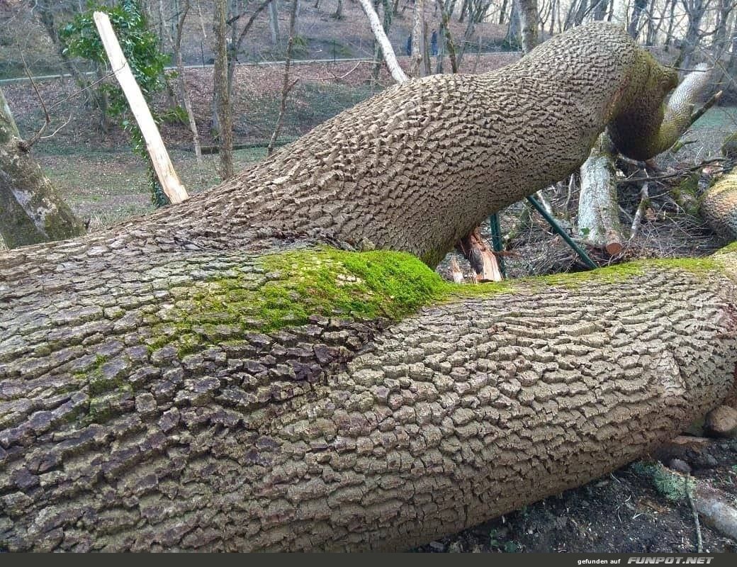 Moosbewachsener Baumstamm im Wald