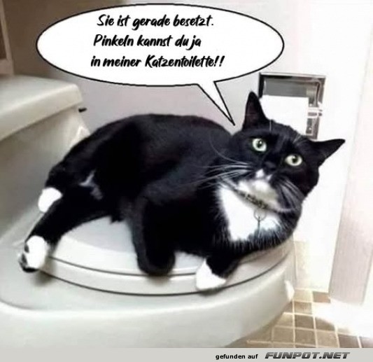 Katze blockiert das WC