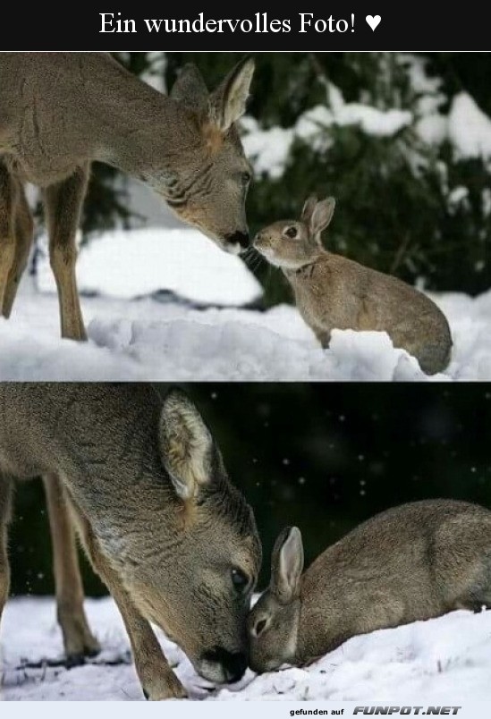 Reh und Kaninchen im Schnee