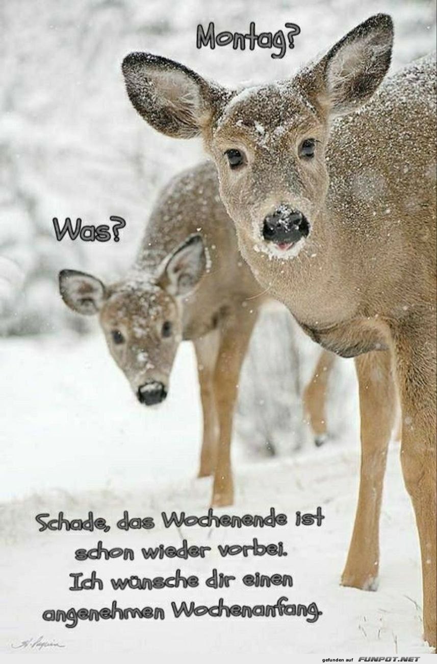 Winterlicher Wochenstart mit Rehen