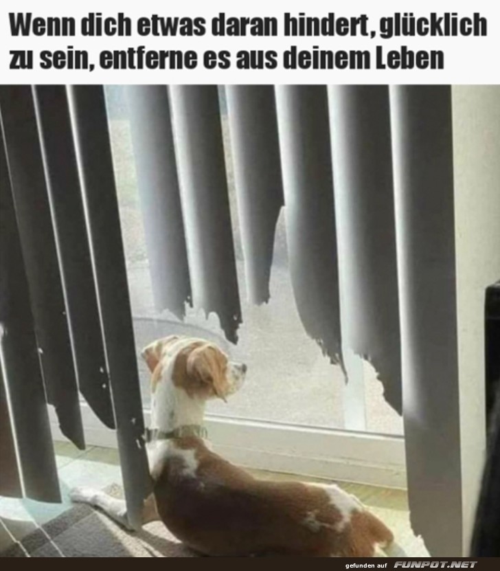 Ein Hund geniet den Ausblick