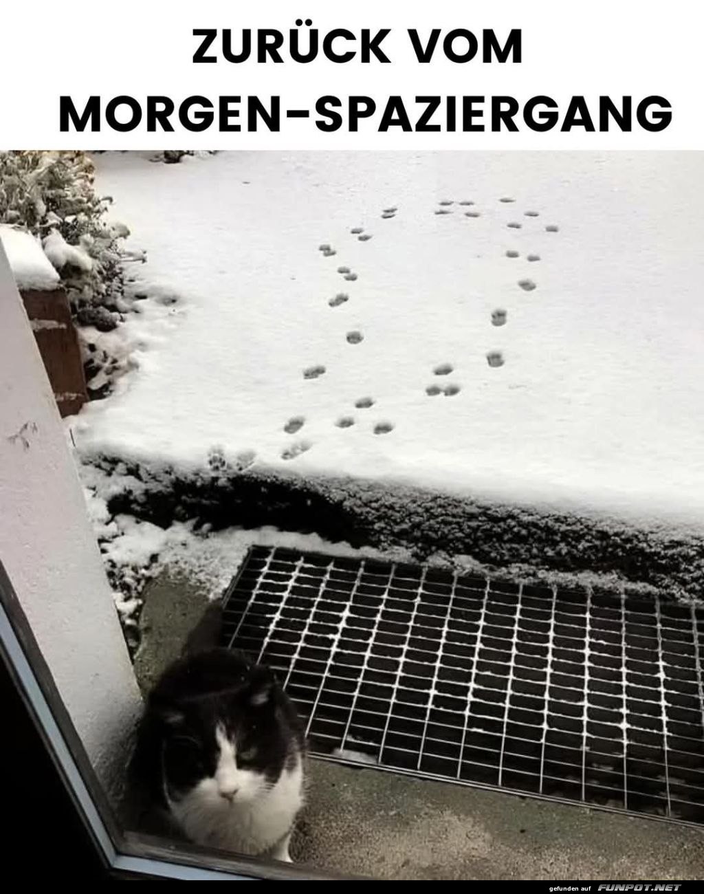 Katze kehrt von Spaziergang im Schnee zurck