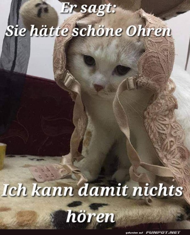 Katze mit Hut und lustigem Spruch