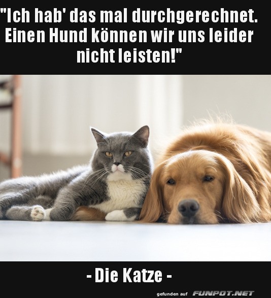 Hund und Katze: Budgetprobleme